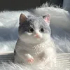 Gray kitten