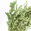 Foglia verde