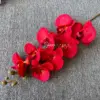 Phalaenopsis orchid