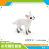 PL127-2589 Chihuahua 6g