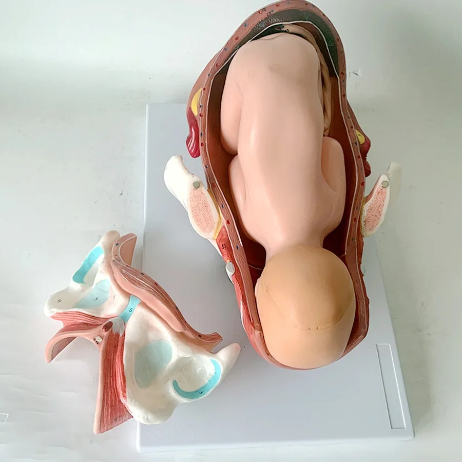 Detachable Anatomical Model of Full-Term Fetal Delivery Model of Neonatal Delivery Process