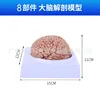 Anatomie naturelle du cerveau (sans étiquette)