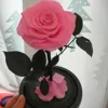 Pink (without Light and Gift Box)