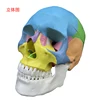 European colored skull model