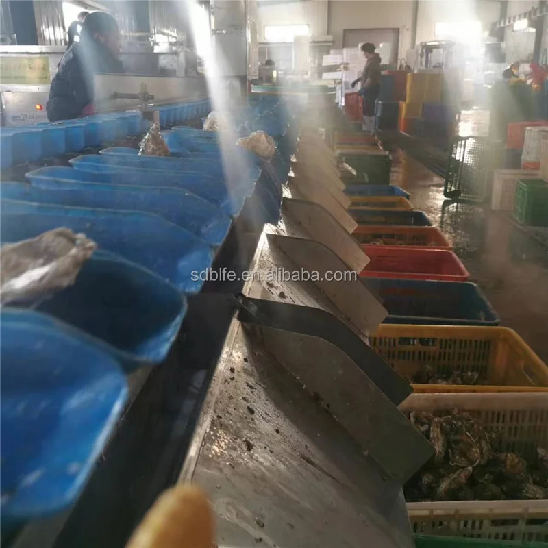 Oyster Scallop Sorting Machine Seafood Fish Weight Sorting Machine ...