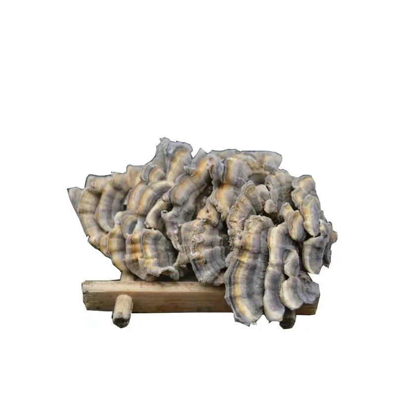 Organic Turkey Tail Mushroom Extract &  Krestin Extract Powder 30% Beta Glucan