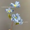 Flor de marea azul
