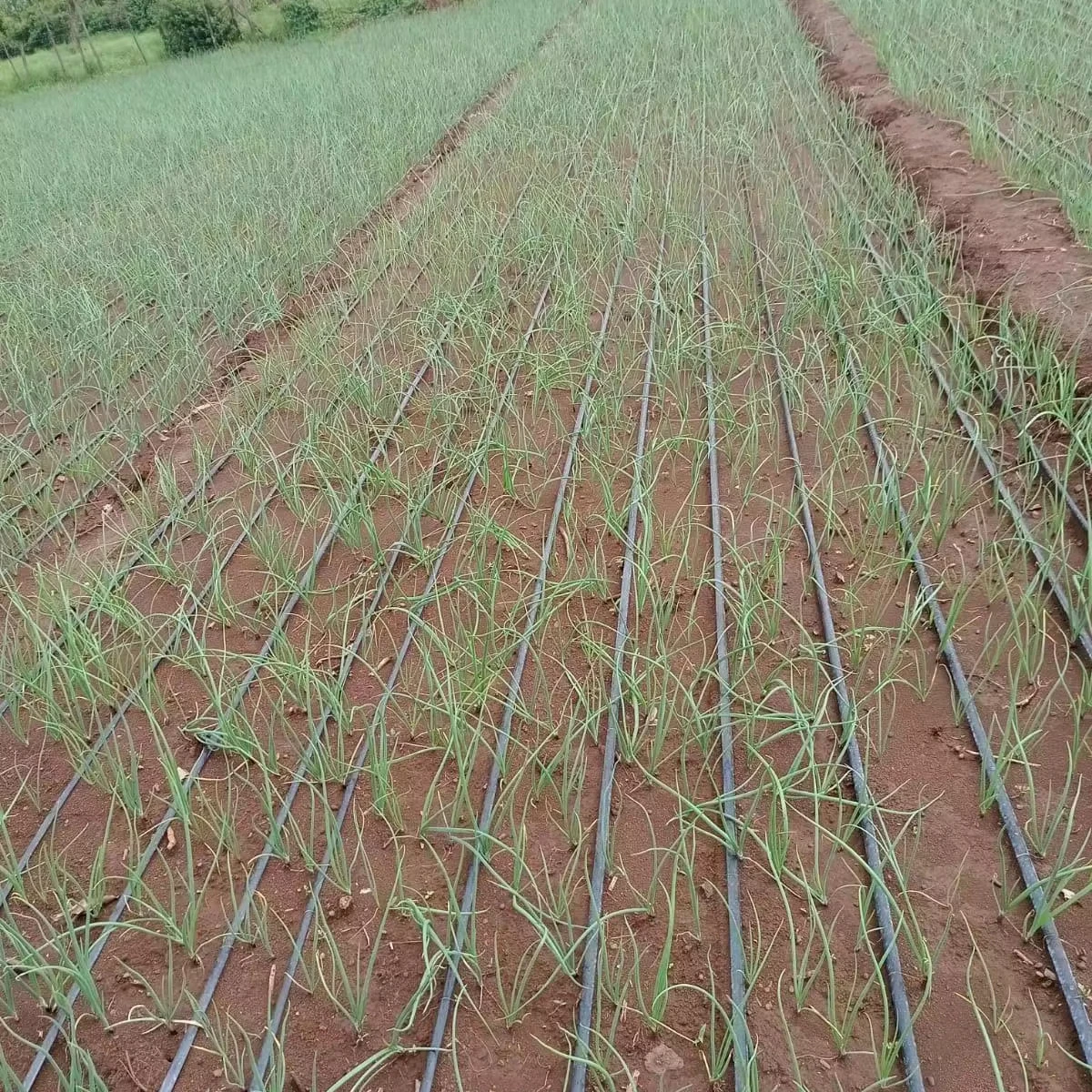 12 Mil 1 Hectare Drip Line Irrigation System for Agricultural  Watering Greenhouse Garden Farmland of China Plastic Manufacture