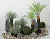 Pointed Leaf Dracaena Set 2