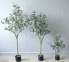money tree60cm