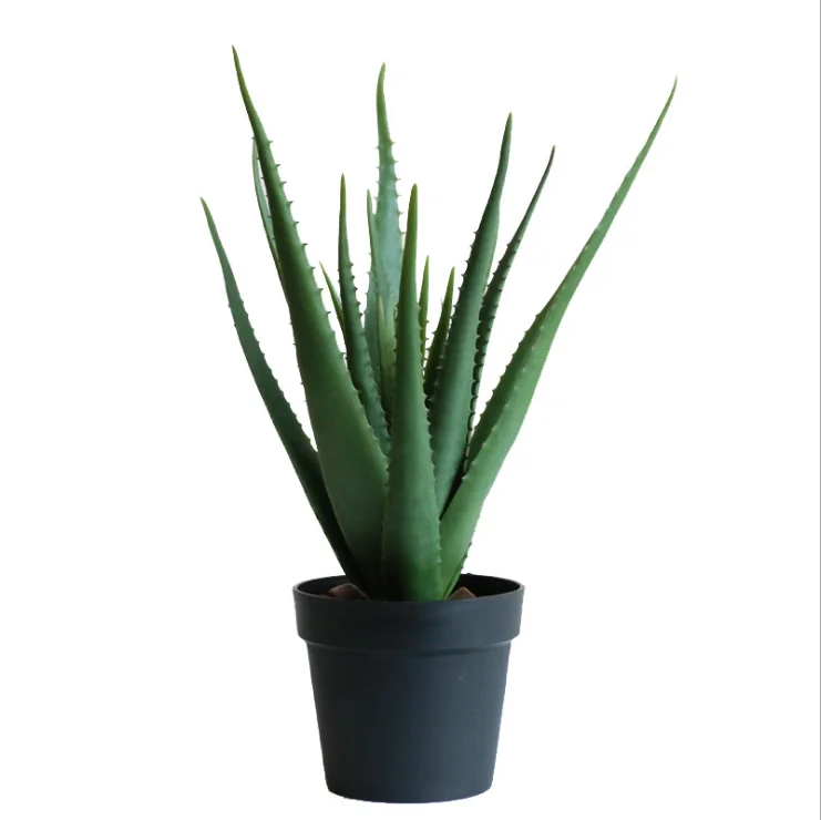 anthurium bonplandii Anthurium bonplandii 'Cobra' (#271846210) – Zen Botanicals & Gift Shop main image 1