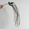 Purple red carob beans