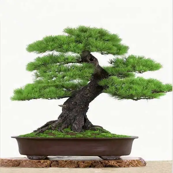 bonsai artificial air bonsai table small plant pots artificial indoor or outdoor