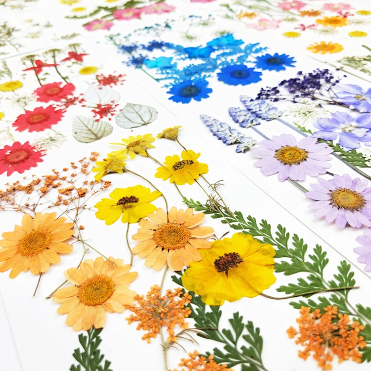 66 Pièces Plante Fleurs Séchées Matériaux Bisutériens Ongles De Fleurs Sèches Ongles De Fleurs