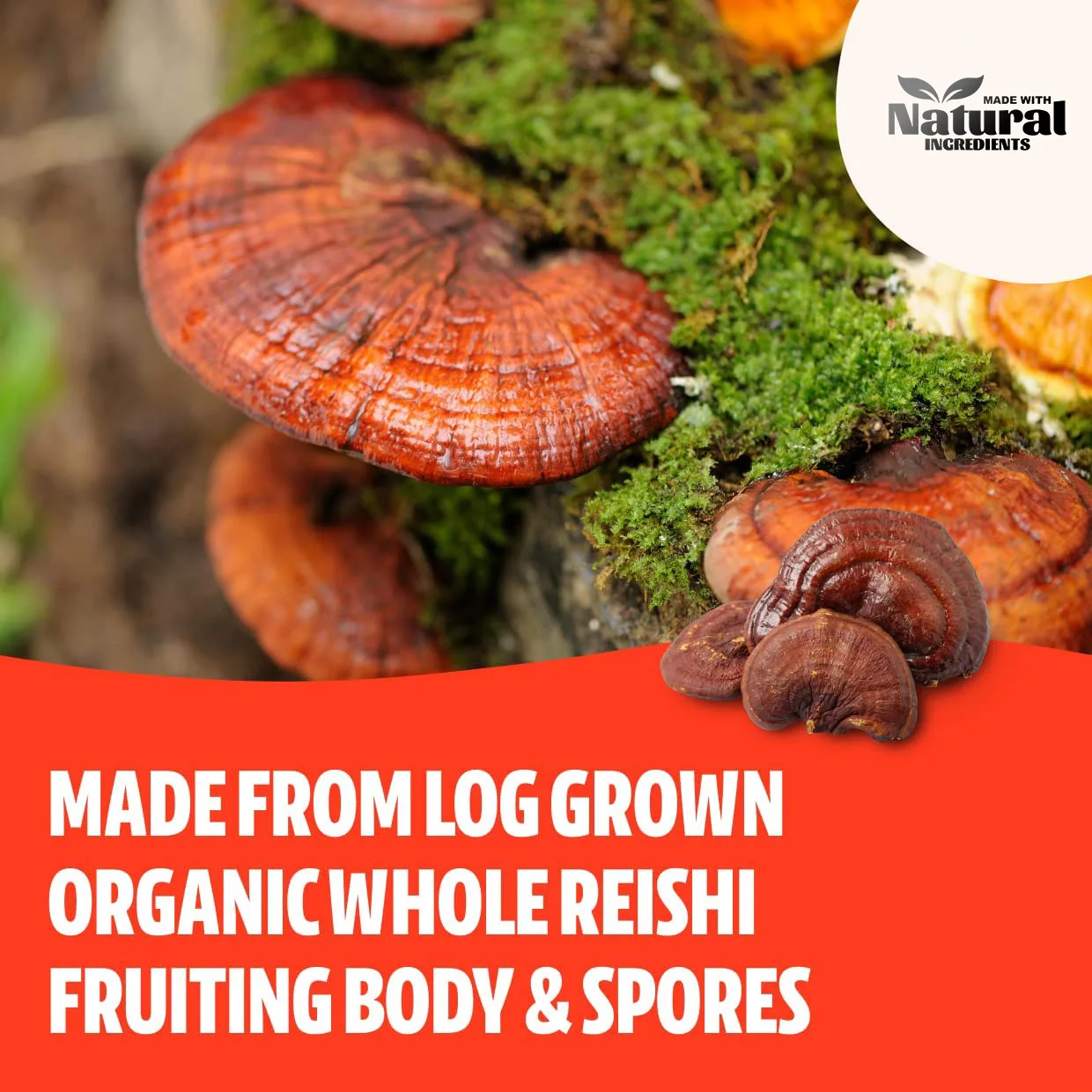 Where Can I Buy Reishi Mushrooms Oem Own Brand Reishi Mushroom Capsules Customized Reishi Mushroom