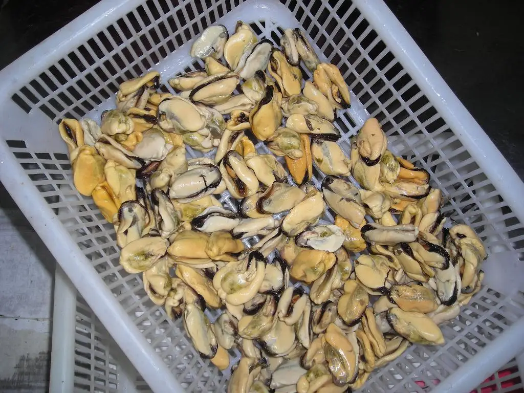 mussel meat(2012)-7.jpg