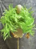 Frutta Verde