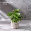 Una rama verde en la maceta.