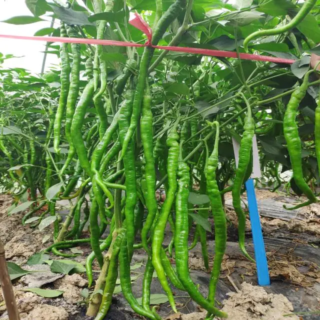 Lowest price China supplier  long chilli pepper seeds