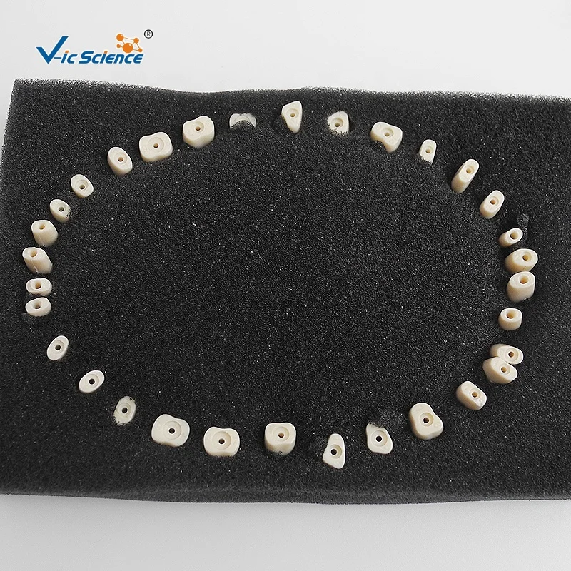 Продвинутая модель зубов typodont Стоматологическая обучающая модель человеческого зуба анатомическая модель медицинской науки