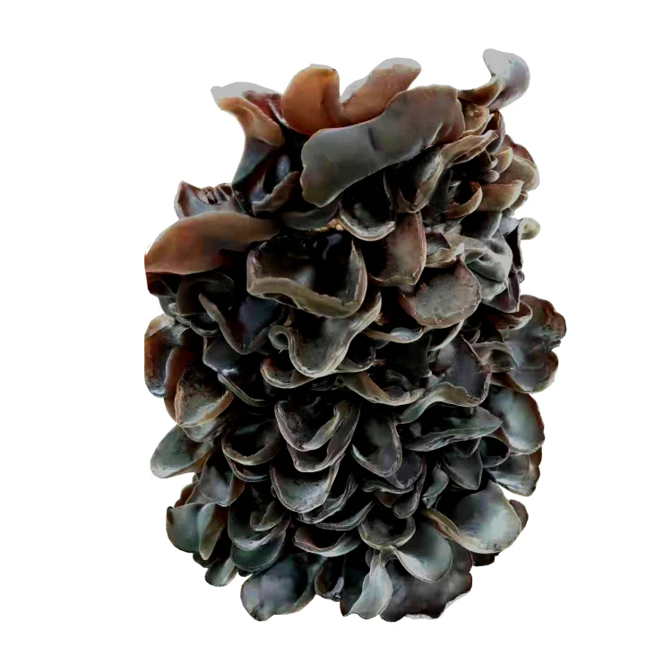 factory direct wholesale white back agaric black fungus dry