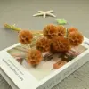 Caramelo