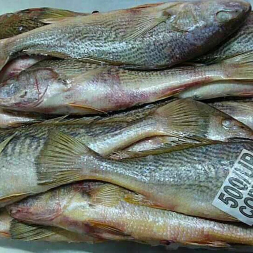 Frozen Croaker Fish Buy Frozen Croaker Fish Quinoa Bulk Bulk Fish Meal Product On Alibaba Com