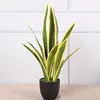 3 groups of yellow-edged snake plants - small, 66cm