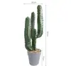 Cactus di velluto rosso A