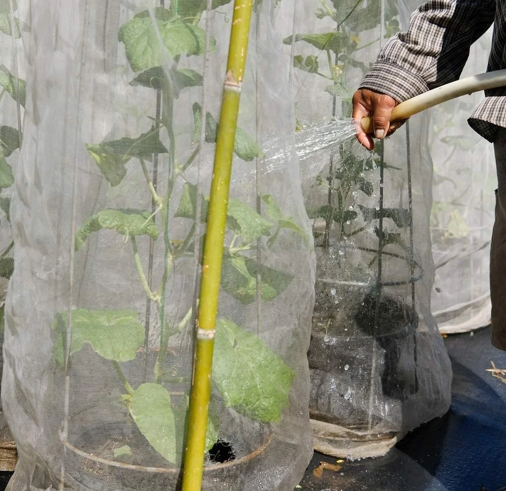 Gartennetz Gegen Insekten & Vögel – Feines Mesh Für Beete, Schützt Pflanzen Vor Schädlingen, Selbsttragend