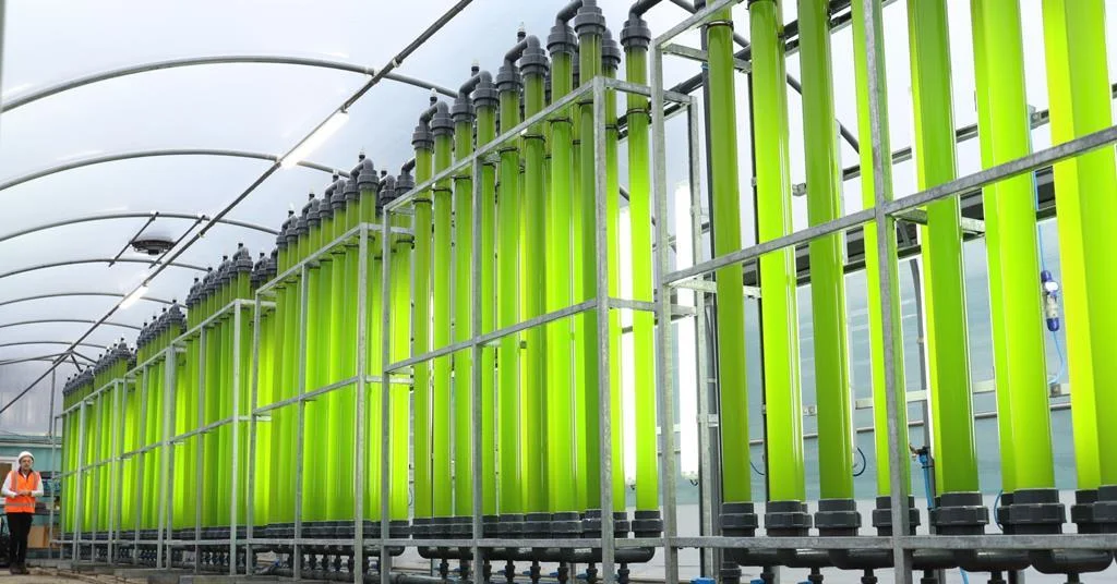 High Visual Light-Transmitting Algae Tanks for Aquatics
