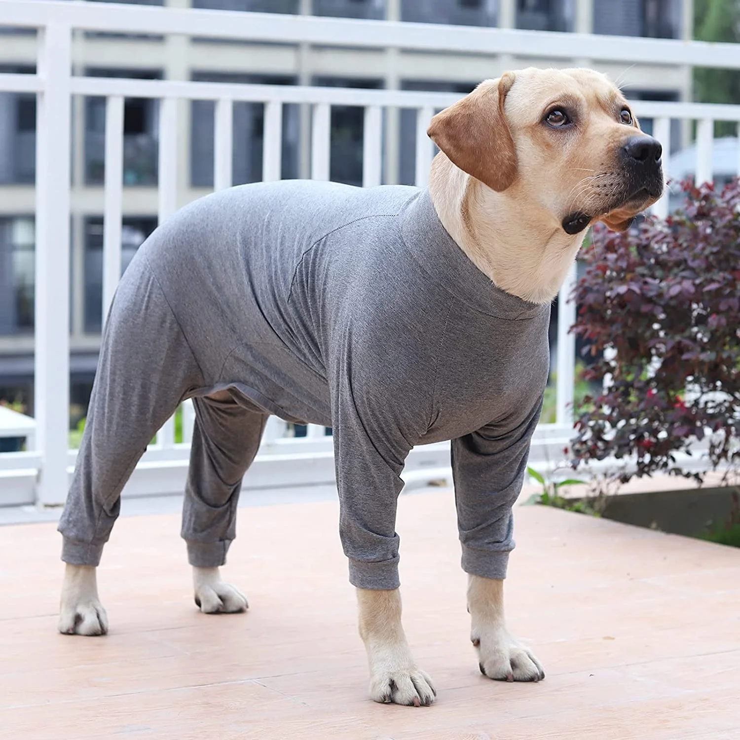 El Ejor Traje De Recuperación Para Perros | Concursitis