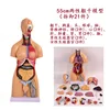 Torso hermafrodita de 55 cm con 21 piezas desmontables.