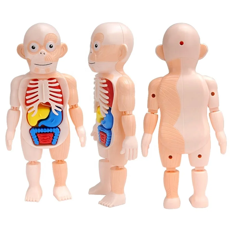 STEM Science Educational Toy Human Body Organs Model DIY Assembled 3D Torso Organ Kit Simulate Medical B Ultrasound Labs Toy