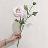 rosa 1