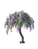 Viola