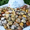 Crazy Lace Agate
