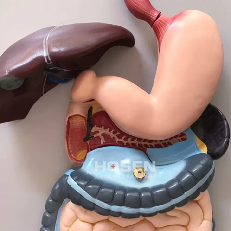 3D Human Digestive System Anatomical Model for Medical Science Teaching