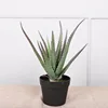 Aloe vera de taille moyenne, 42 cm
