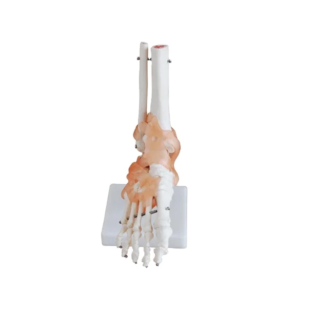 DARHMMY Life-Size Foot Joint With Ligament Medical Science Foot Skeleton Model for Simulation