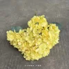 5 Hortensias Francesas en Amarillo