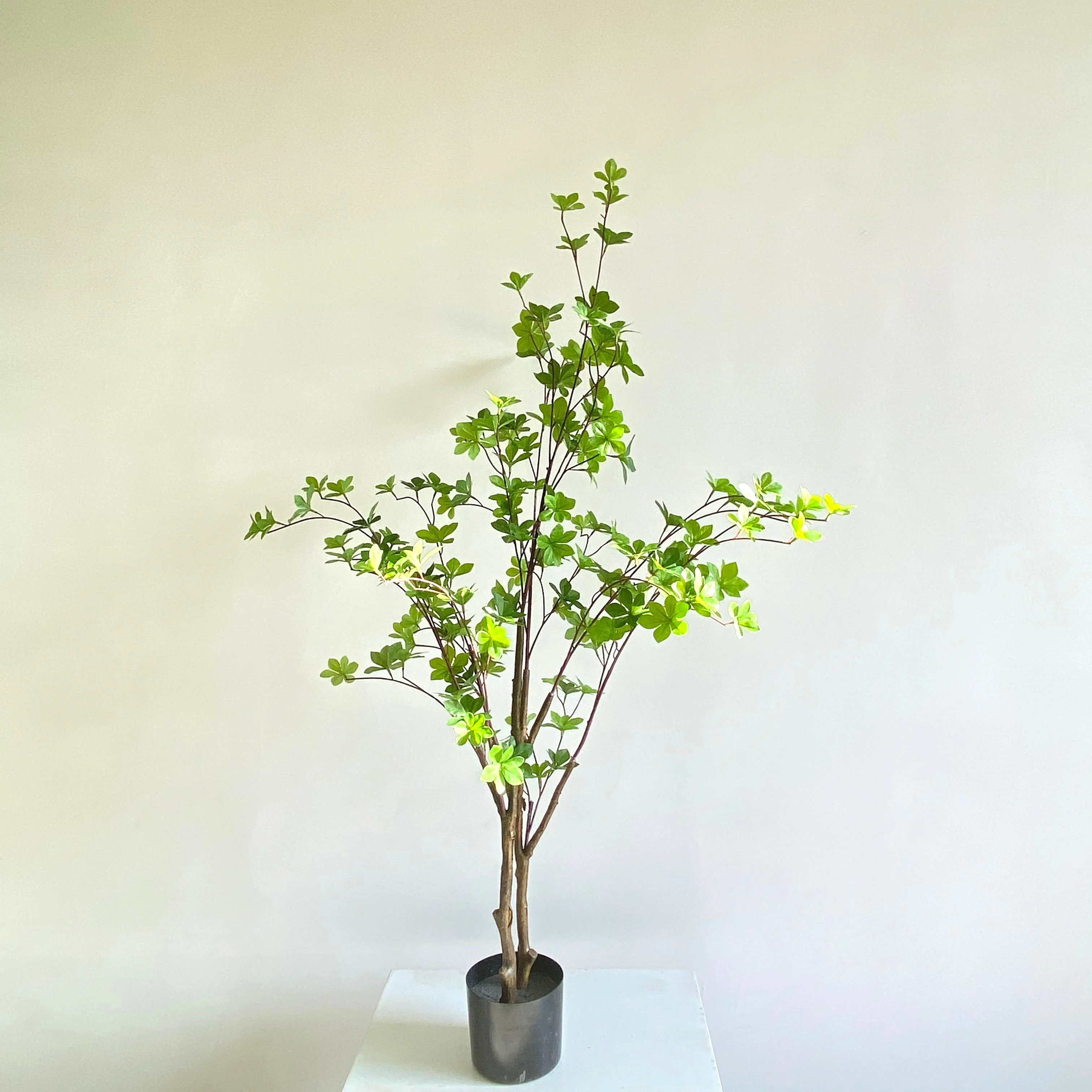 bambus bonsai Rare Exotic Blue Bamboo Seeds,Indoor Bonsai - Bamboo Seeds main image 1