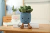 2 piante succulente