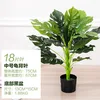 Feuille de monstera de taille moyenne