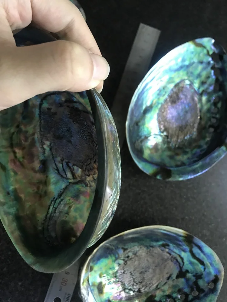 Large Polished Abalone Shell Clean and Smooth Edge Paua Shell