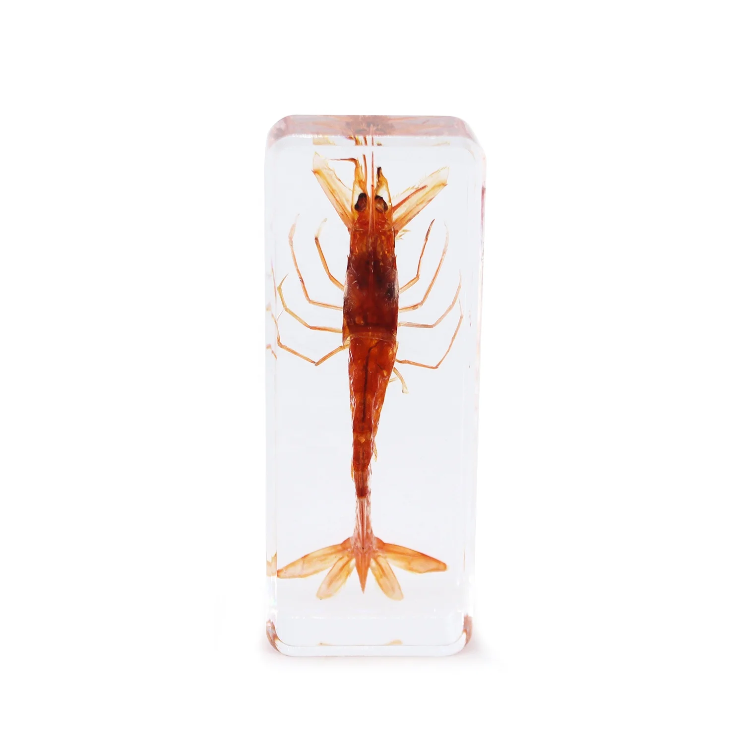 Китайская фабрика образцы креветок из смолы для детей Обучающие учебные