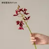 One stem of Dendrobium nobile in full bloom