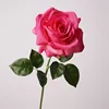 Chanson hydratante de l'océan-rose rouge