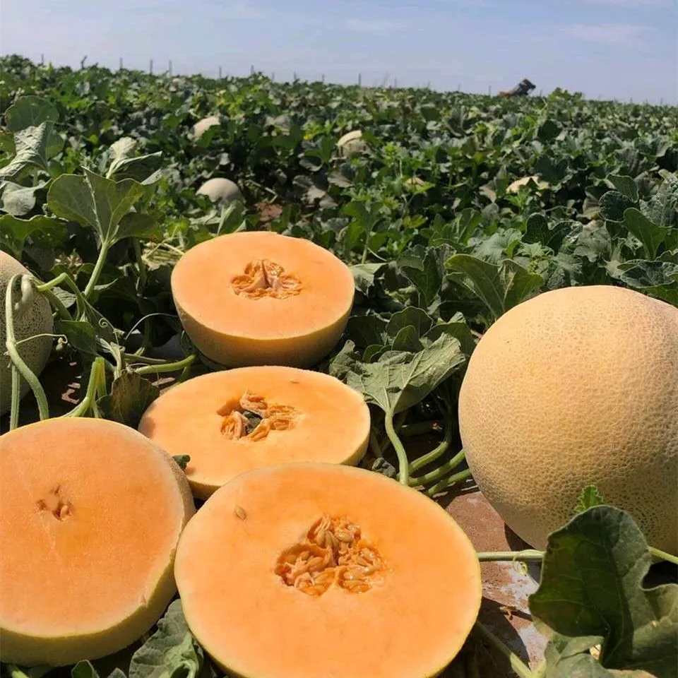 High yield sweet yellow skin orange flesh melon seeds for planting from China