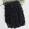 Eurasian curly